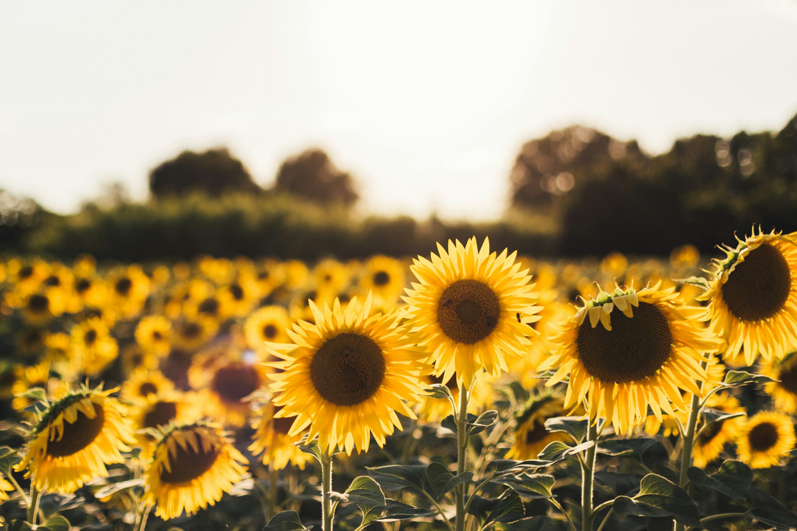 jordan cormack 79ruacuixui unsplash