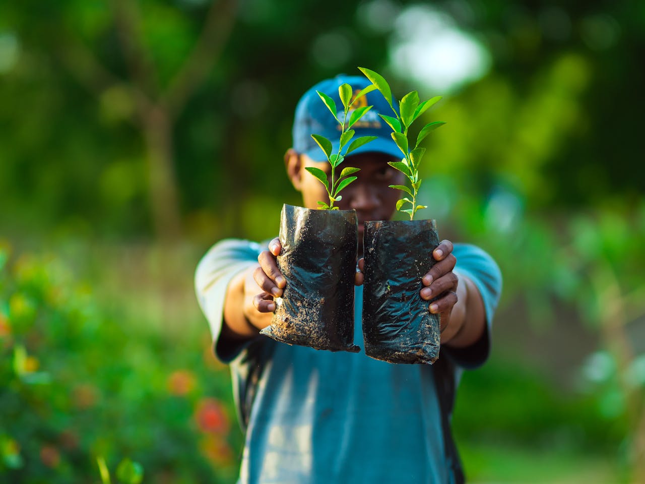 services-01 African man in Abuja holding saplings in a garden, promoting greenery and growth.