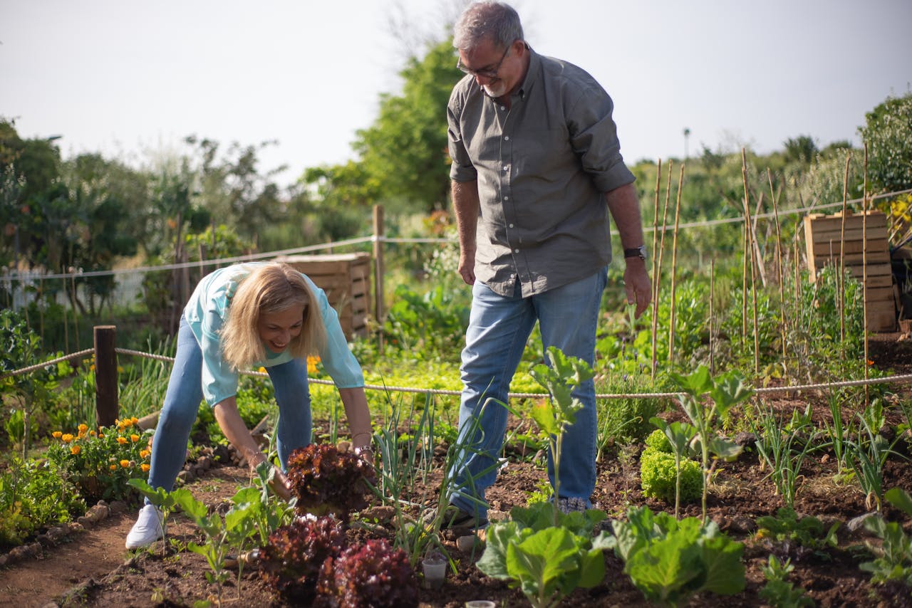services-02 Senior couple gardening in a lush vegetable garden. Joyful moment harvesting lettuce under the sun.
